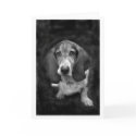 mocca the basset card