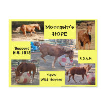 Moccasin's HOPE - save Wild Horses & Burros postcards by moccasinsHOPE Moccasin's HOPE - save Wild Horses & Burros postcards
