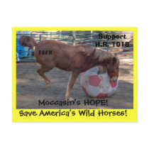Moccasin's HOPE - save Wild Horses & Burros postcards
