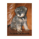 Mocha Lisa Schnoodle postcards