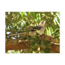 Mocking Bird postcards