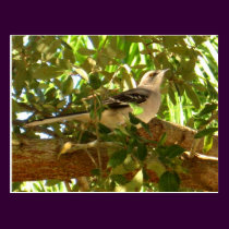 Mocking Bird postcards