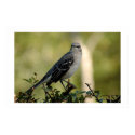 mocking bird posters by T_Trant mocking bird posters