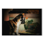 djoneill, haiku, goldfish, puma, poem, calico,