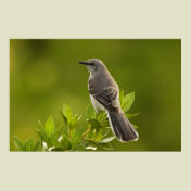 Mockingbird Bird Lovers Gifts