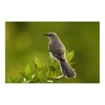 Mockingbird Bird Lovers Gifts posters