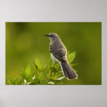 Mockingbird Bird Lovers Gifts Poster