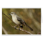Mockingbird Ornithology Cards