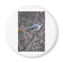 Mockingbird Ornithology Fridge Magnets