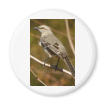 Mockingbird Ornithology Fridge Magnets