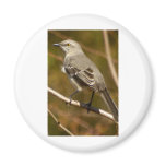 Mockingbird Ornithology magnets