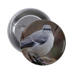 Mockingbird Ornithology Pinback Buttons