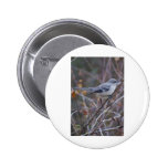 Mockingbird Ornithology Pins