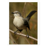 Mockingbird Ornithology Post Card