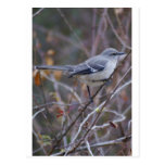 Mockingbird Ornithology Postcards