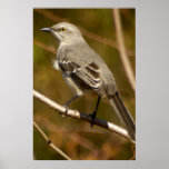 Mockingbird Ornithology Posters