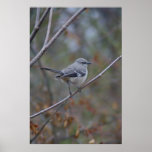 Mockingbird Ornithology Posters