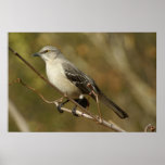 Mockingbird Ornithology Print