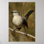 Mockingbird Ornithology Poster