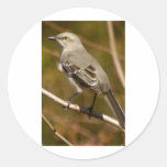 Mockingbird Ornithology Sticker
