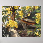 Mockingbirds, John James Audubon posters