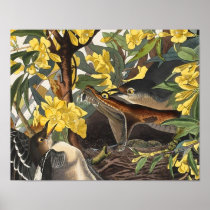 Mockingbirds, John James Audubon Posters