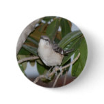 Mockingbutton - Northern Mockingbird on Magnolia