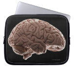 Model of human brain, studio shot computer sleeves