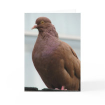 Modena Pigeon named Big Red cards