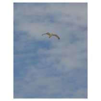 Moewe im Flug flyers by orange71 Moewe im Flug flyers