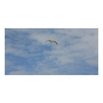 Moewe im Flug photo cards by orange71 Moewe im Flug photo cards