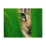 Moggy Playing Jungle Postcards