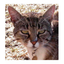 MOGGY t-shirts