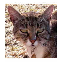 MOGGY t-shirts