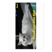 Mogul the King Post Card