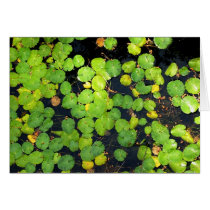 Mohonk Lily Pads I cards