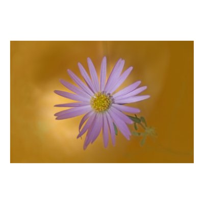 Mojave Aster Wildflower Poster by TranquilityPhoto