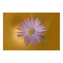 Mojave Aster Wildflower posters