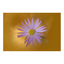 Mojave Aster Wildflower posters by TranquilityPhoto Mojave Aster Wildflower posters