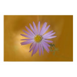 flower, floral, petal, purple, yellow, aster,
