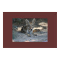 Mojave Desert Coyote posters