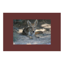 Mojave Desert Coyote posters