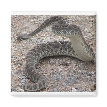 Mojave Rattlesnake magnets