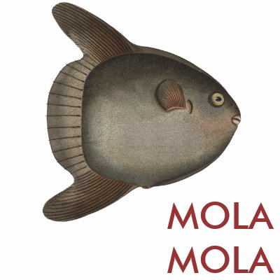 Ocean Sunfish Mola Mola. Giant Ocean Sunfish or Mola