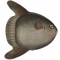 Mola Mola Ocean Sunfish Magnet for Your Fridge photo sculptures by AntiqueImages Mola Mola Ocean Sunfish Magnet for Your Fridge photo sculptures