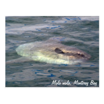 Mola mola (Ocean Sunfish) Postcard