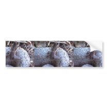 Mole Cricket On The Stone Bumper Sticker