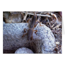 Mole Cricket On The Stone Greeting Cards