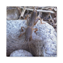Mole Cricket On The Stone Magnets