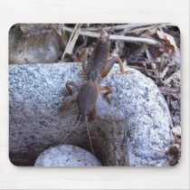 Mole Cricket On The Stone Mouse Pads
